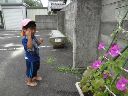 朝顔もたくさん咲いています