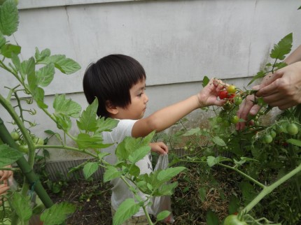 子どもたちよりトマトの樹が大きいです