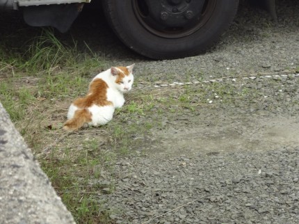 ねこ