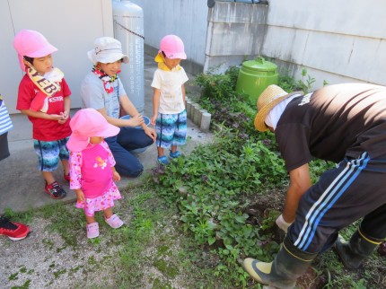 じゃが芋堀名人