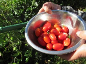 トマト収穫３