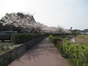 桜並木